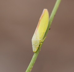 Reuplemmelini