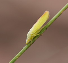 Reuplemmelini