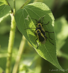 Chauliognathus distinguendus