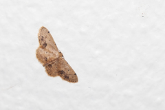 Idaea chotaria