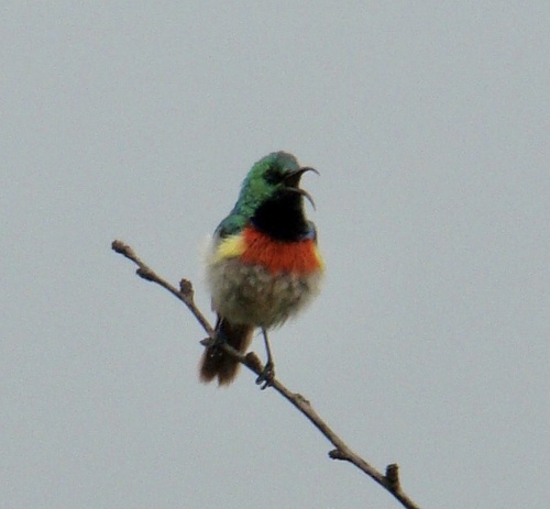 Eastern Double-collared Sunbird (Cinnyris mediocris), photo 6