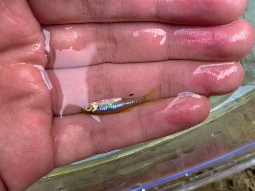 Bangka-rasbora (Rasbora bankanensis) — Cyprinidae — 3