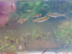 Rasbora bankanensis