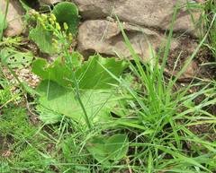 Eriospermum mackenii