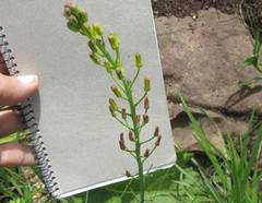 Eriospermum mackenii