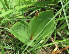 Eriospermum mackenii