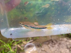 Rasbora einthovenii