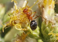 Endiodioctes