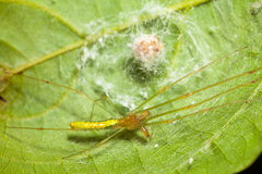Tetragnatha