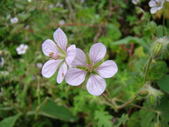 Spiny geranium (Geranium aculeolatum)