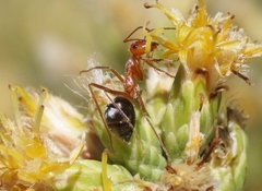 Endiodioctes