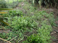 Haloragis erecta erecta