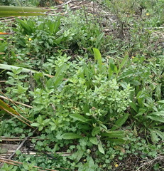 Haloragis erecta erecta