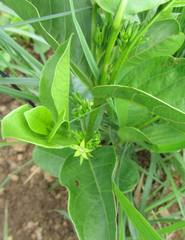 Vangueria venosa