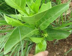 Vangueria venosa