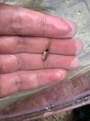 Trigonostigma truncata