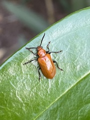 Lilioceris nigripes