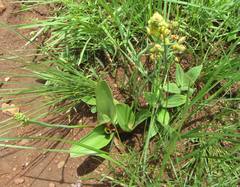 Eriospermum mackenii