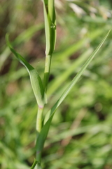 Tragopogon eriospermus