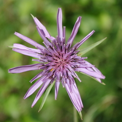 Tragopogon eriospermus