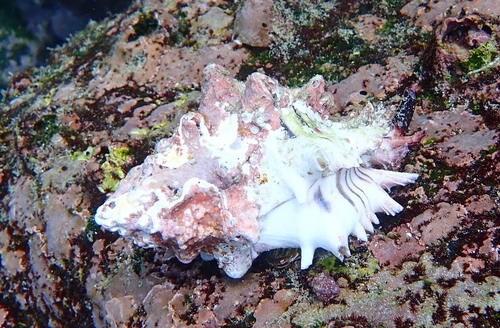 Hexaplex princeps