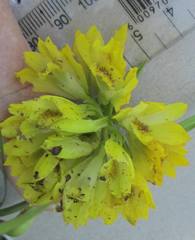 Eulophia leontoglossa