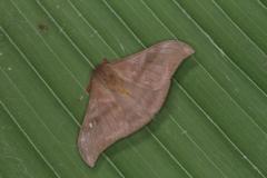 Hylesia dalina