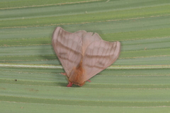 Hylesia dalina