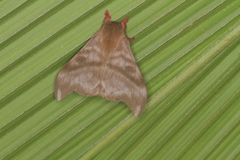 Hylesia dalina