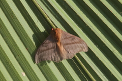 Hylesia dalina
