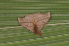 Hylesia dalina
