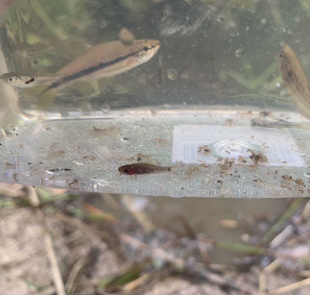 Spotted bonylip barb (Osteochilus spilurus) — Cyprinidae