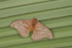 Hylesia dalina