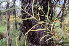 Lysicarpus angustifolius