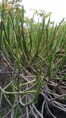 Euphorbia alluaudii subsp. alluaudii image