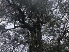 Lysicarpus angustifolius