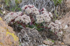 Crassula natalensis
