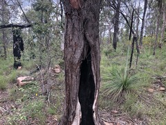 Lysicarpus angustifolius