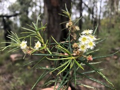 Lysicarpus angustifolius