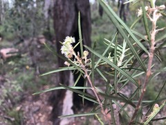 Lysicarpus angustifolius