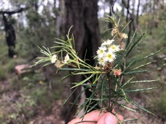 Lysicarpus angustifolius