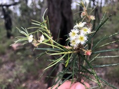 Lysicarpus angustifolius