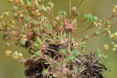 Psammotropha mucronata