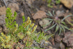 Psammotropha mucronata