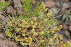 Psammotropha mucronata