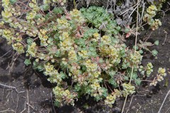 Psammotropha mucronata