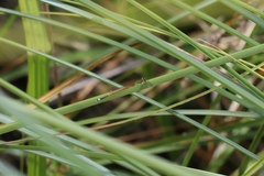 Ischnura aurora aurora