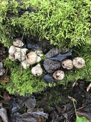 Apioperdon pyriforme