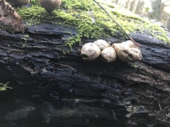 Apioperdon pyriforme