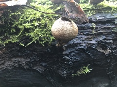 Apioperdon pyriforme